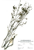 藏品(馬藍屬)的圖片